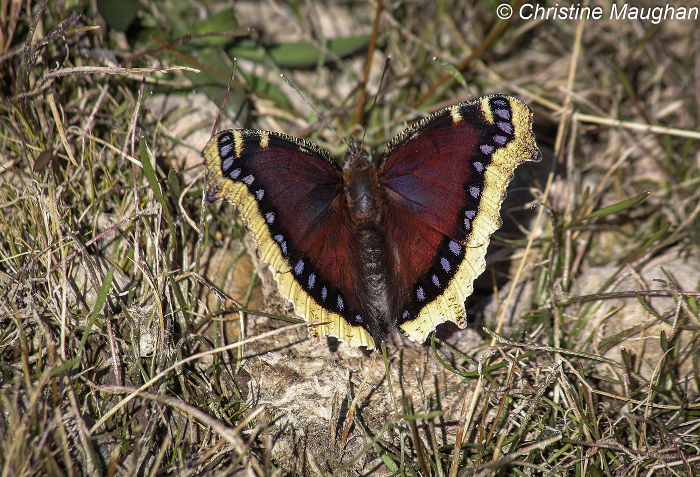 Image of Camberwell Beauty